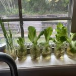 A2171B8D-B61D-4AE8-A75A-61589B1D9C15_1_105_c