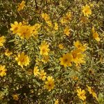 A576AF4F-12C9-4F8C-895F-4CB3CAF50F90_1_105_c