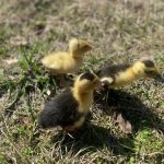 D00A5053-B8C6-4735-9F7B-860AE53DACC3_1_105_c