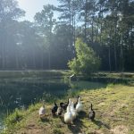 FB21376A-2B40-42A0-95BE-FD1B923B74DF_1_105_c